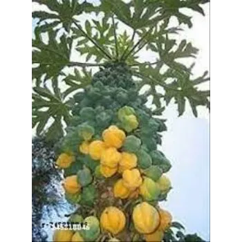 Yellow Papaya Plant